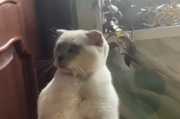 Пропала кошка, женская, улица Гайдара Гаджиева, Махачкала - photo