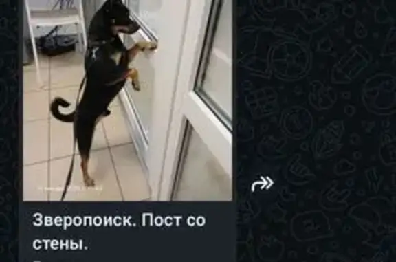 Пропал собака, Лесная, 1 с1, район Троицк, дома отдыха «Пахра» - photo