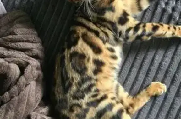 Пропала кошка, Турбинная улица, 21, Красный Сулин - бенгальская порода, пятнистый окрас - photo