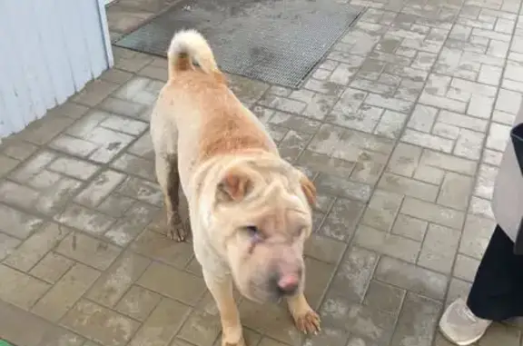 Найденные животные Волгоград, фото: Найдена собака, Огородная улица, 17, Волгоград