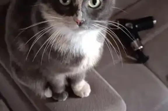 Пропала кошка, Трактовая улица, 6, Сотниково - трёхцветная, боится резких звуков - photo