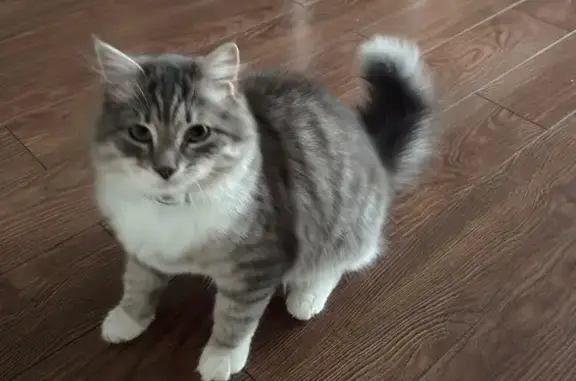 Пропал кот, Стахановская улица, Анапа - серый в полоску, 9 месяцев - photo