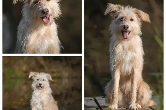 Пропала собака, улица Маршала Жукова, Наро-Фоминск - палевого окраса, среднего размера - photo