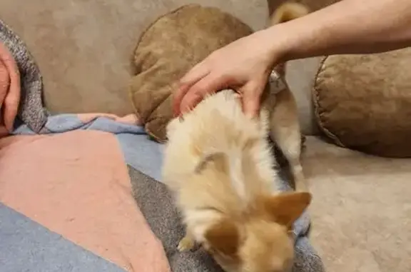 Найденные животные Рязань, фото: Найден собака, ул. Семена Середы, Рязань - палевый чихуахуа с повязкой на животе