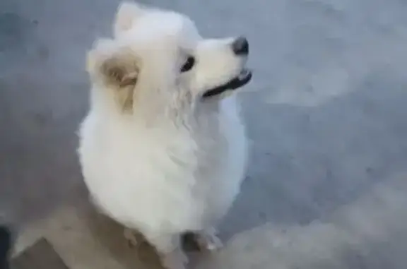 Найденные животные Краснодар, фото: Найдена собака, Петропавловская улица, Краснодар - молодая порода самоед