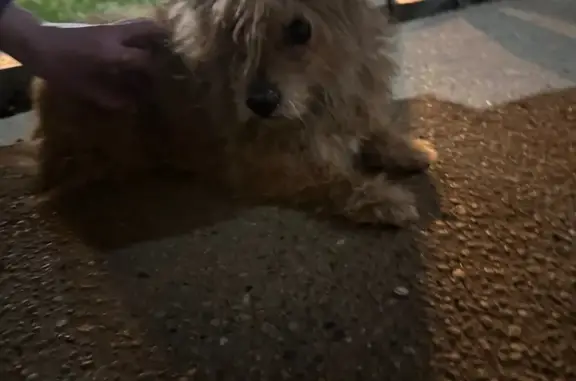 Найденные животные Краснодар, фото: Найдена собака, Садовая улица, 26, Краснодар - рыжая старенькая