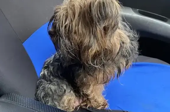 Найдена собака, Ростов-на-Дону, фото: Найдена собака, 32-я линия, 79, Ростов-на-Дону - похожа на крупного Йорка