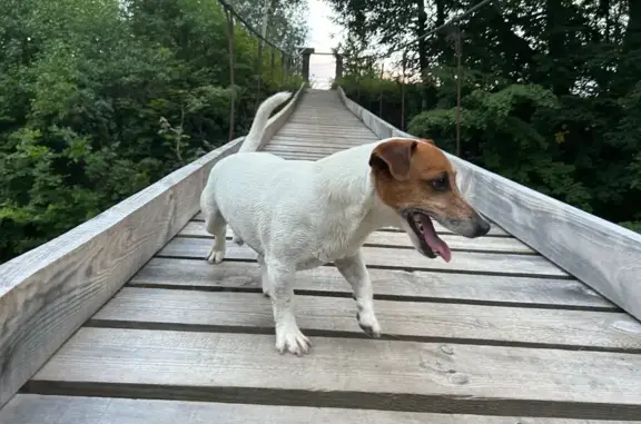 Пропал собака, Парковая улица, Голубово, дома отдыха «Пахра» - на ухе есть клеймо - photo