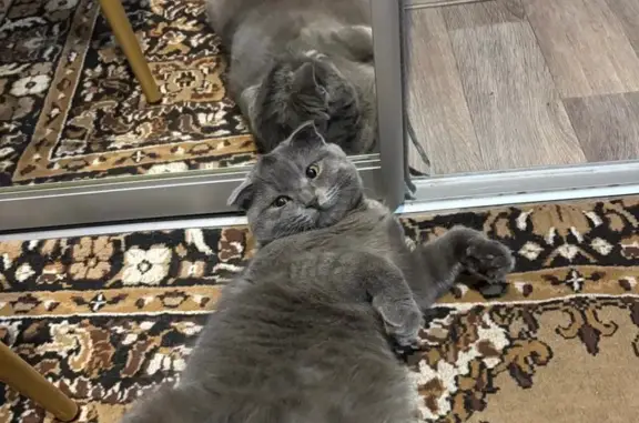 Пропала кошка, улица Орджоникидзе, 177А, городской округ Кузнецк - photo