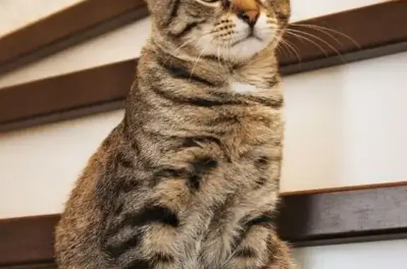 Пропал кот, 1-ый Веряжский проезд, 8, Григорово - молодой, похож на бенгальского - photo
