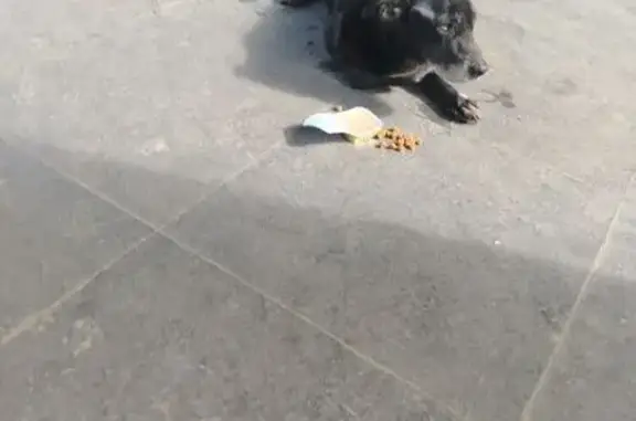 Найдена собака, район Коммунарка, фото: Найдена собака, улица Героя России Соломатина, район Коммунарка