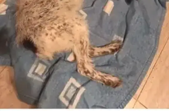 Объявления о пропавших и найденных животных, Казань, фото: Найден собака, Казань, Татарстан