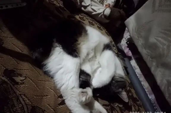 Пропала кошка, улица Мичурина, 25А, Казань - photo