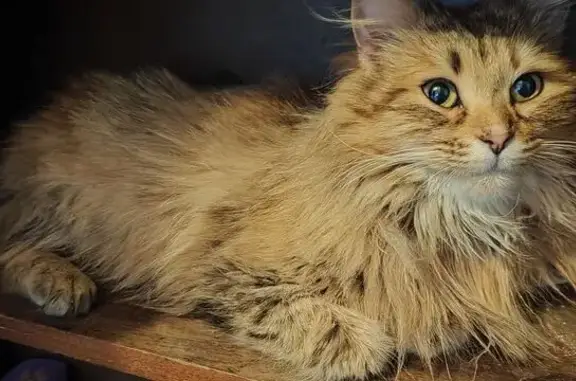 Пропала кошка, Ольгинская набережная, 11А, Псков - песочного цвета с жёлтыми глазами - photo