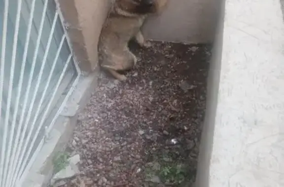 Найдена собака, Волгоград, фото: Найдена собака, улица КИМ, 12А, Волгоград - светло коричневый щенок