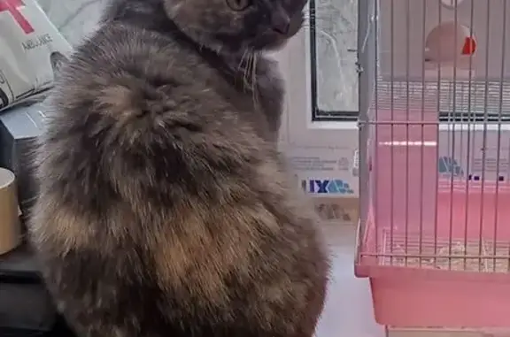 Пропала кошка, женский пол, улица Калинина, 43, городской округ Новочеркасск - серая, мраморный окрас - photo