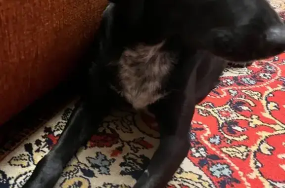 Найдена собака, Старый Оскол, фото: Найдена собака, Старый Оскол - лежала на трассе