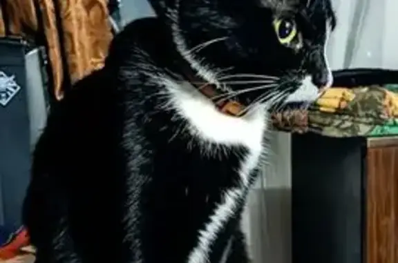 Кошки потеряшки, Вязьма, фото: Потеряшка кот, улица Льва Толстого, 1, Вязьма - черно-белый с коричневым ошейником