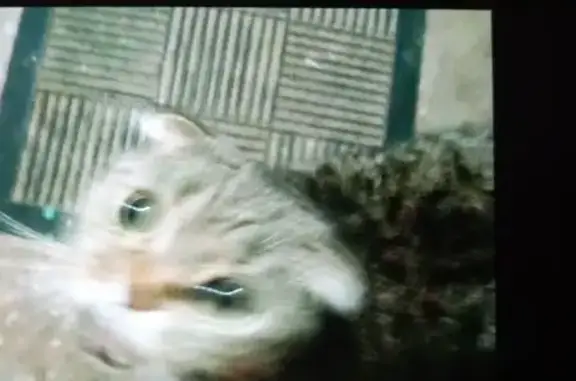 Найдена кошка, Серпухов, фото: Найдена кошка, мужской пол, улица Космонавтов, 20А, Серпухов