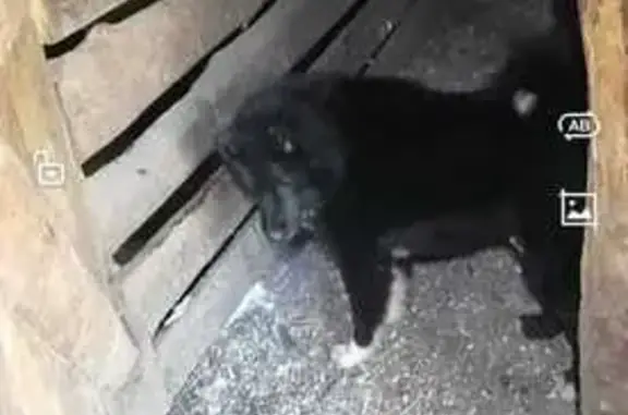 Пропала собака, Взлётная улица, 22, Барнаул - photo