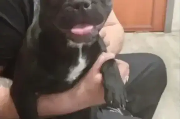 Пропала собака, женская, Моховская улица, 11, Ленинск-Кузнецкий - photo