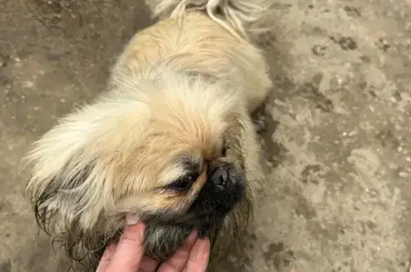 Найден собака, 12-й км улица, Лазурный - photo