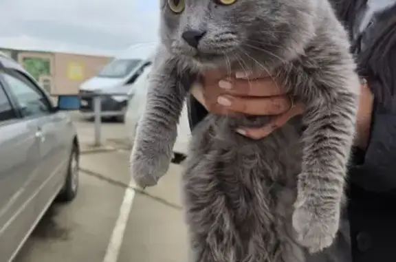 Найдена кошка, Краснодарский, фото: Найден кот, Апшеронская улица, Краснодарский - серый, ухоженный