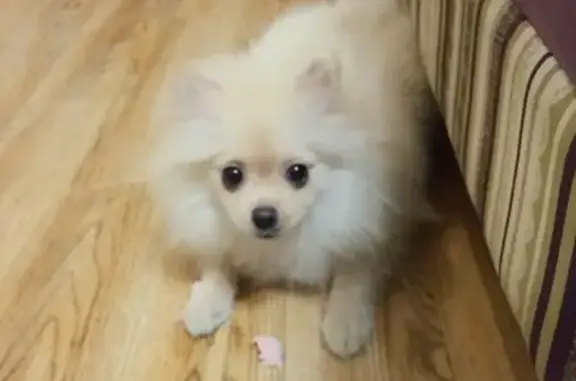 Найдена собака, Одинцово, фото: Найден собака, Боровская улица, район Внуково, Одинцово - спокойный и добрый