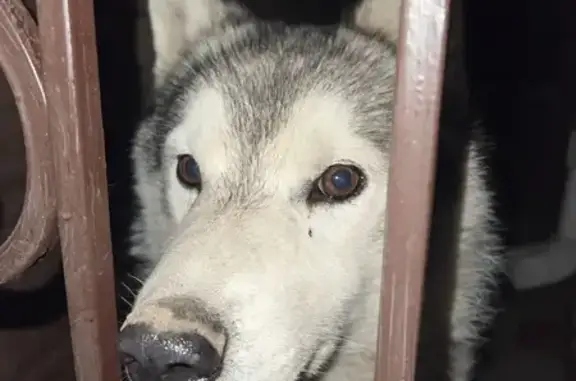 Найдена собака, Ростов-на-Дону, фото: Найден собака, Криворожская улица, Ростов-на-Дону - серый-белый хаски