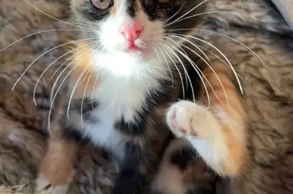 Пропала кошка, улица Пушкина, 73, Челябинск - photo