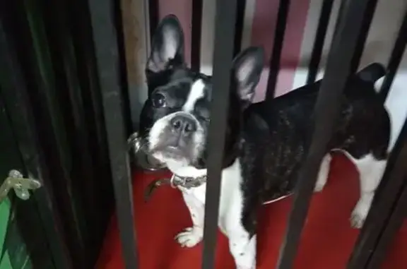 Найденные животные Ярославль, фото: Найдена собака, Балтийская улица, 27, Ярославль - в ошейнике