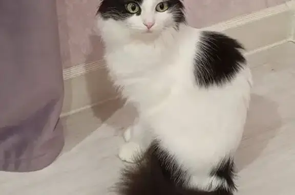 Пропала кошка, улица Ионова, 171, Шахты - бело-черная, пушистый хвост - photo