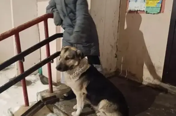 Пропала собака, улица 40 лет Победы, 14, дома отдыха «Пахра» - трёхцветный окрас - photo