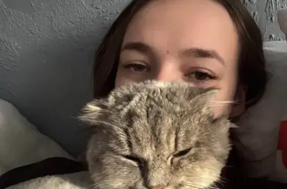 Пропала кошка, улица Ватутина, 2, Омск - пепельного цвета - photo