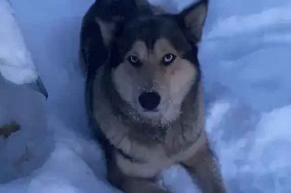 Пропала собака, Дубравная улица, Чесноковский сельсовет - серая голубоглазая хаски - photo