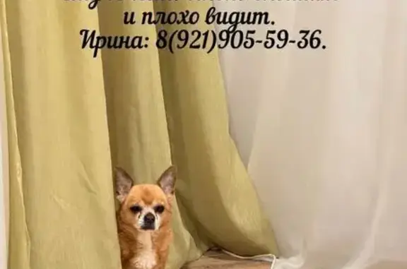 Пропала собака Мальчик, Покровская (rl1159630) - photo