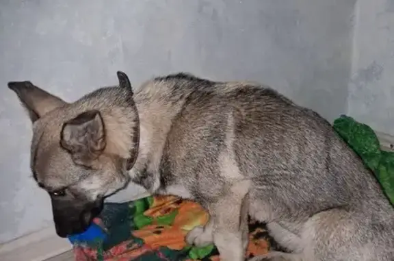 Найдена собака, Саратов, фото: Найдена собака, Огородная улица, 212, Саратов