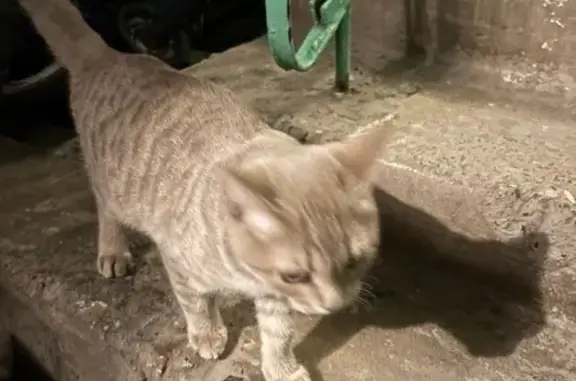 Найдена кошка, Казань, фото: Найдена кошка, улица Галимджана Баруди, 7, Казань - живет в подъезде