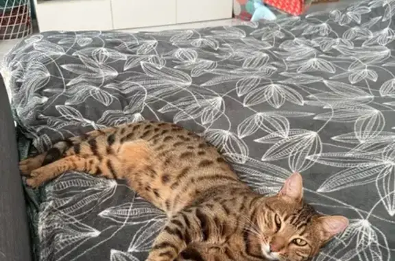 Найденные животные Самара, фото: Найден кот, Самара, Самарская область - крупный и ухоженный