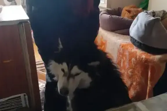 Найдена собака, Заречный, фото: Найден собака, улица Алещенкова, 11, Заречный - маламут мальчик с обрывом цепи