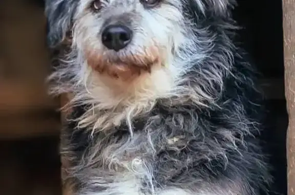 Собаки потеряшки, Черкизово (пушкинский Р-н), фото: Потеряшка собака, 46Н-09036, 24, Черкизово (пушкинский Р-н) - чепрачного окраса, в чёрном ошейнике