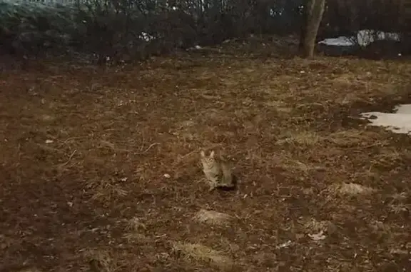 Найдена кошка, Москва, фото: Найдена кошка, Нагатинская улица, Москва - серый, полосатый