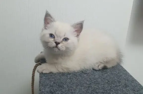 Пропала кошка, Ленинградское шоссе, 229А к1, Новоподрезково, Москва - белая с рыжеватыми полосами - photo