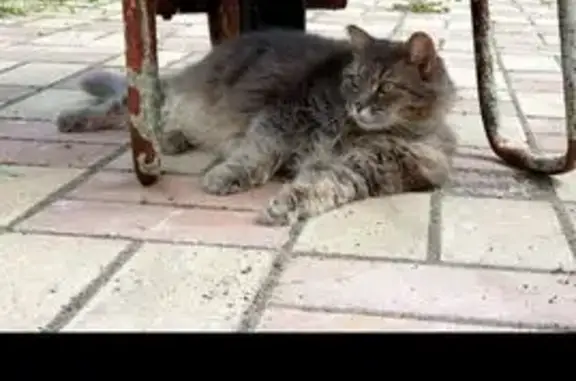 Пропала кошка, Приозёрная улица, 4, Ярославль - зовут Киса, серая и пушистая - photo