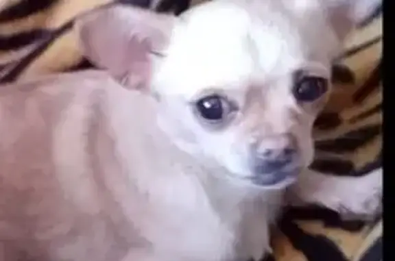 Собаки потеряшки, Коломна, фото: Потеряшка собака, Малинское шоссе, Коломна - гуляла возле детского сада