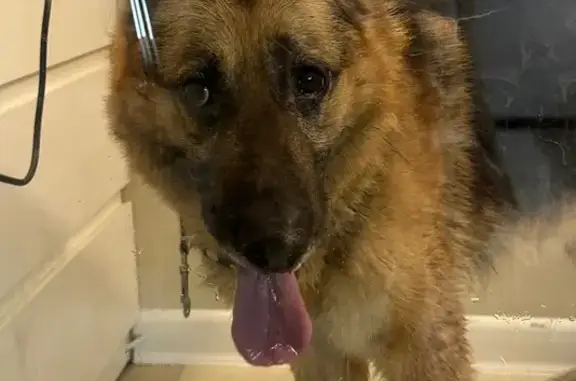 Найдена собака, Киров, фото: Найден собака, улица Ленина, 190, Киров - немецкая овчарка, кобель