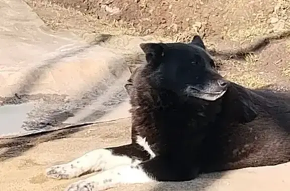 Найдена собака, Перемиловское, фото: Найдена собака, Перемиловское - чёрная с белыми лапками и пятном на груди