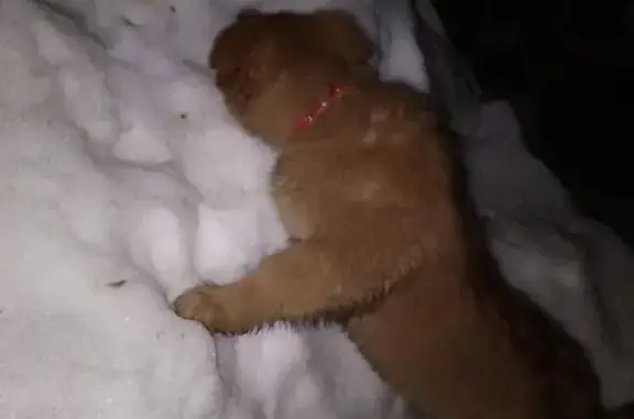 Объявления о пропавших и найденных животных, Казань, фото: Найдена собака, Приволжская улица, 97А, Казань - девочка с бордовым ошейником