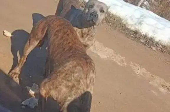 Найдена собака, Озерецкое, фото: Найдена собака, Рогачёвское шоссе, Озерецкое - тигровый окрас, мальчик и девочка