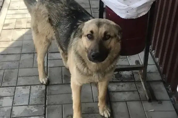 Пропал собака, мужской, Верхнемостовая улица, Пермь - сбежал из муниципального приюта - photo